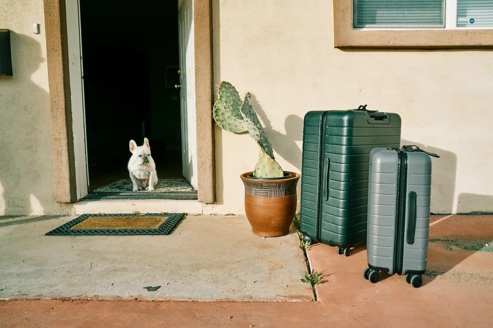 Pet waiting with luggage